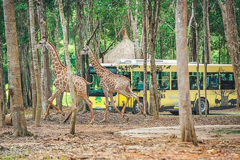 VinWonders Phu Quoc & Vinpearl Safari Tickets – Combo Theme Park & Safari Zoo
